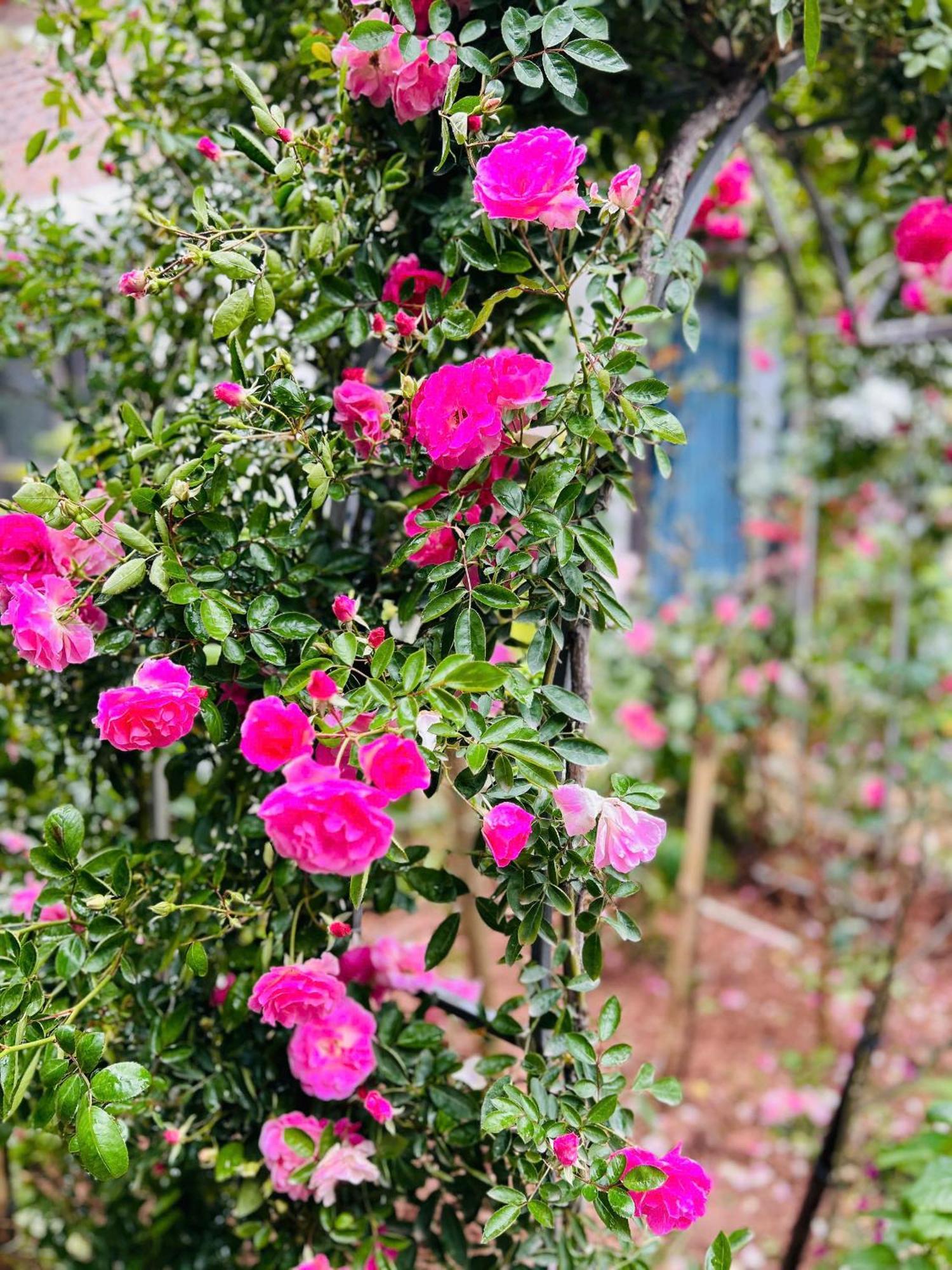 Tam Coc Boutique Garden Ninh Binh Exterior foto